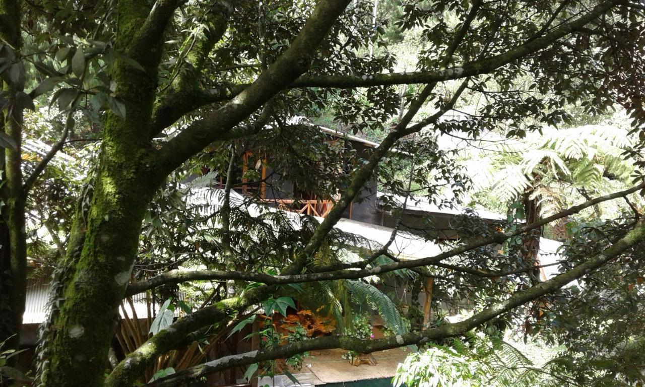 King Fern Cottage Nuwara Eliya Exteriör bild