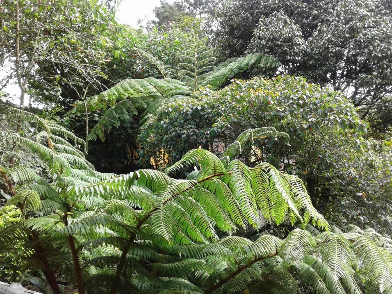 King Fern Cottage Nuwara Eliya Exteriör bild